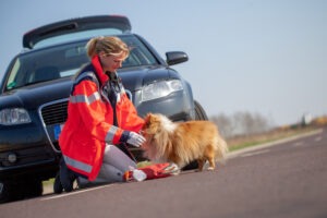 Who Is at Fault in an Accident When an Animal Is Hit?